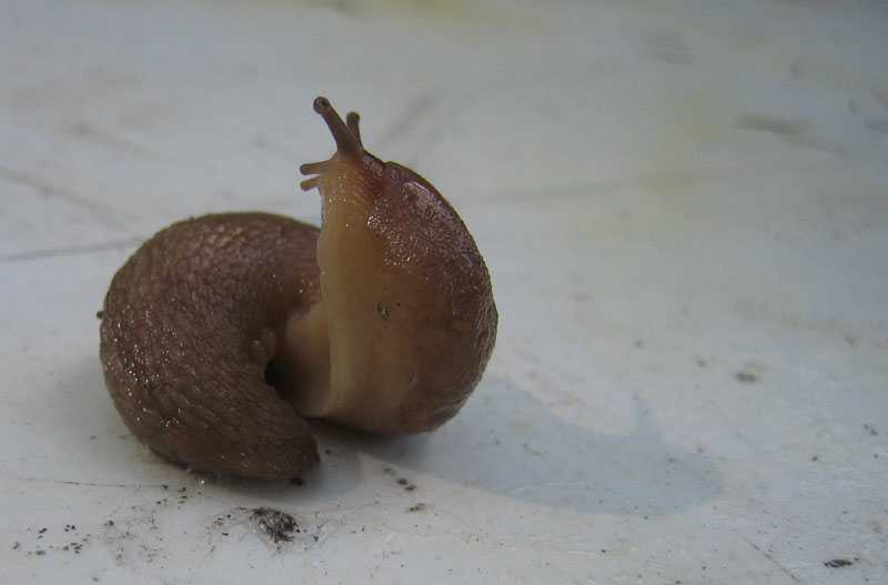 Limax montanus da Sopramonte (TN)